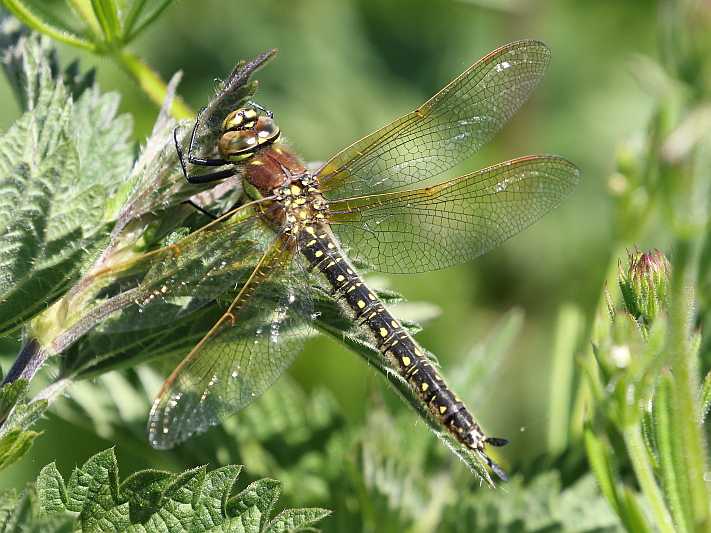 J18_0409 Brachytron pratense female.JPG